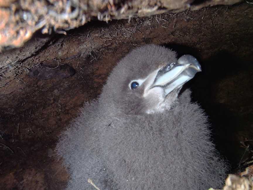 Petrel Colony Tours, Aickens, New Zealand