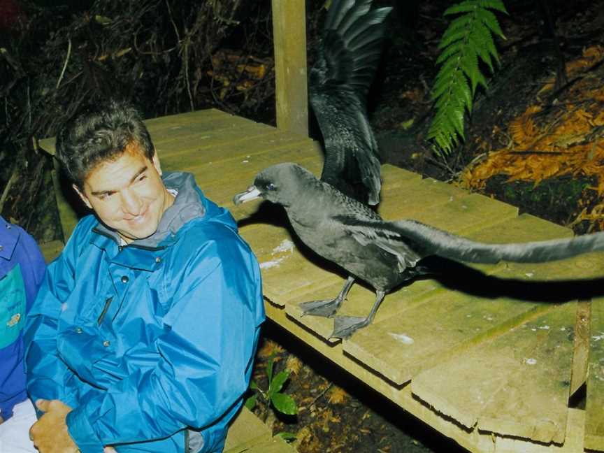 Petrel Colony Tours, Aickens, New Zealand