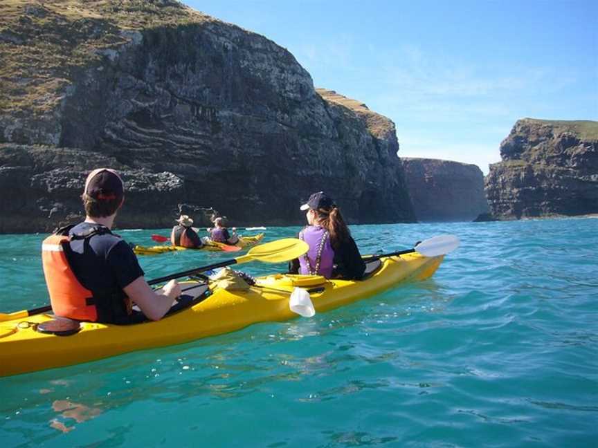 Pohatu penguins, Akaroa, New Zealand