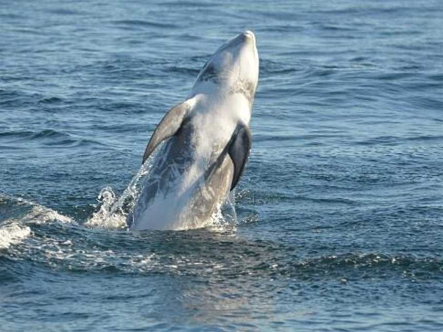 Port To Port Cruises And Wildlife Tours, Portobello, New Zealand