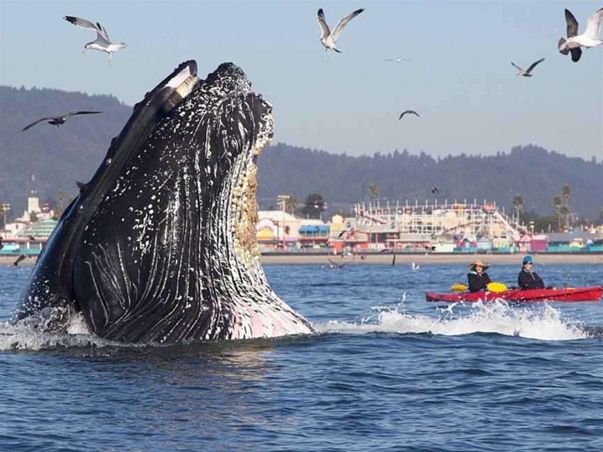 Port To Port Cruises And Wildlife Tours, Portobello, New Zealand