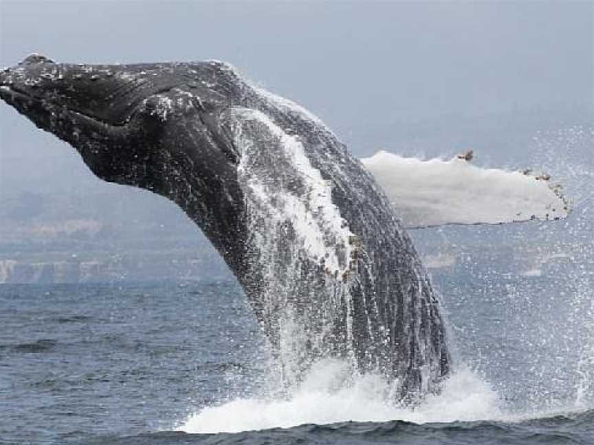 Port To Port Cruises And Wildlife Tours, Portobello, New Zealand