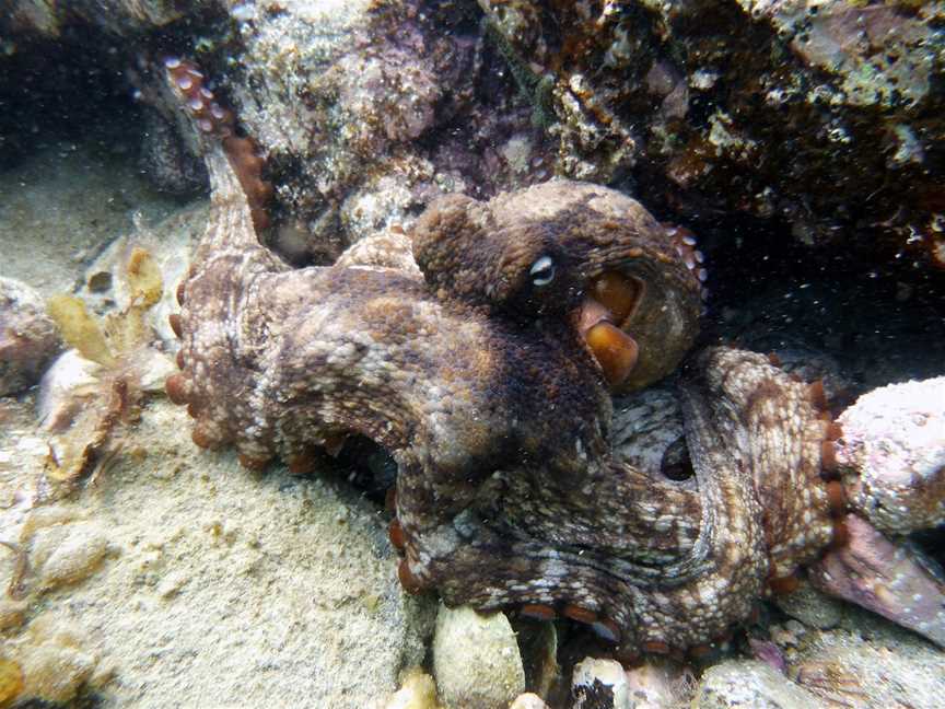 Waiheke Dive and Snorkel, Auckland, New Zealand