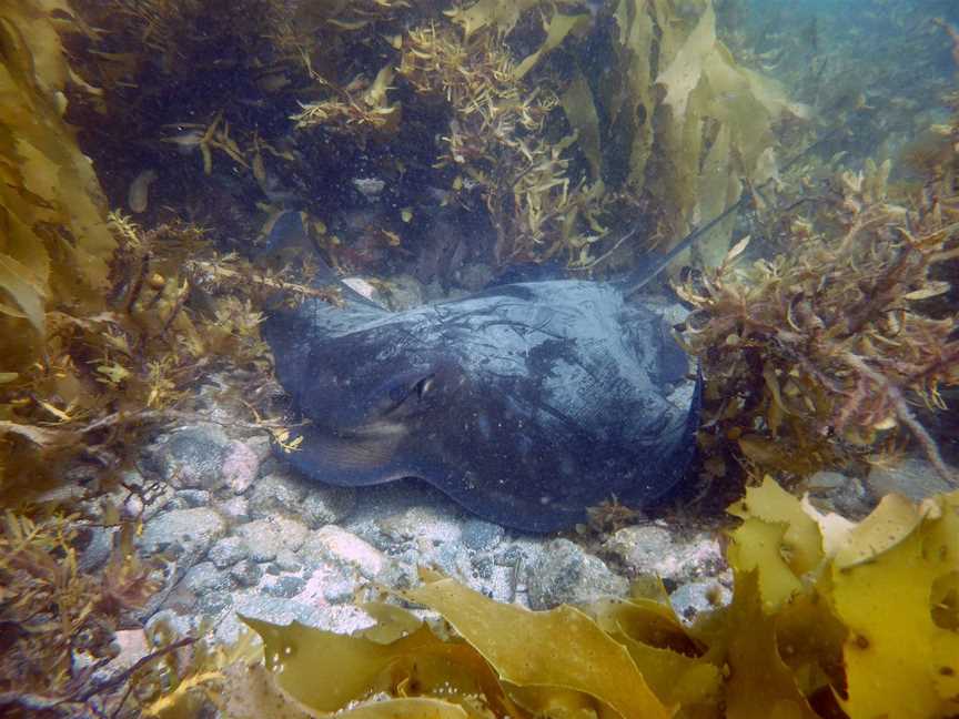 Waiheke Dive and Snorkel, Auckland, New Zealand