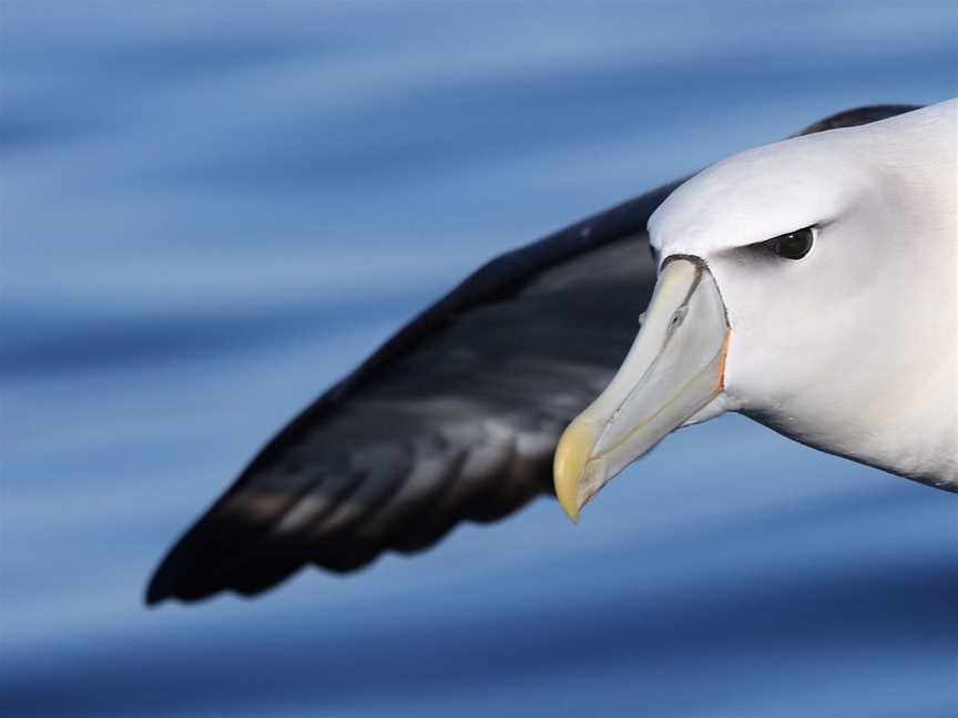 Wrybill Birding Tours, NZ - Day Tours, Napier, New Zealand