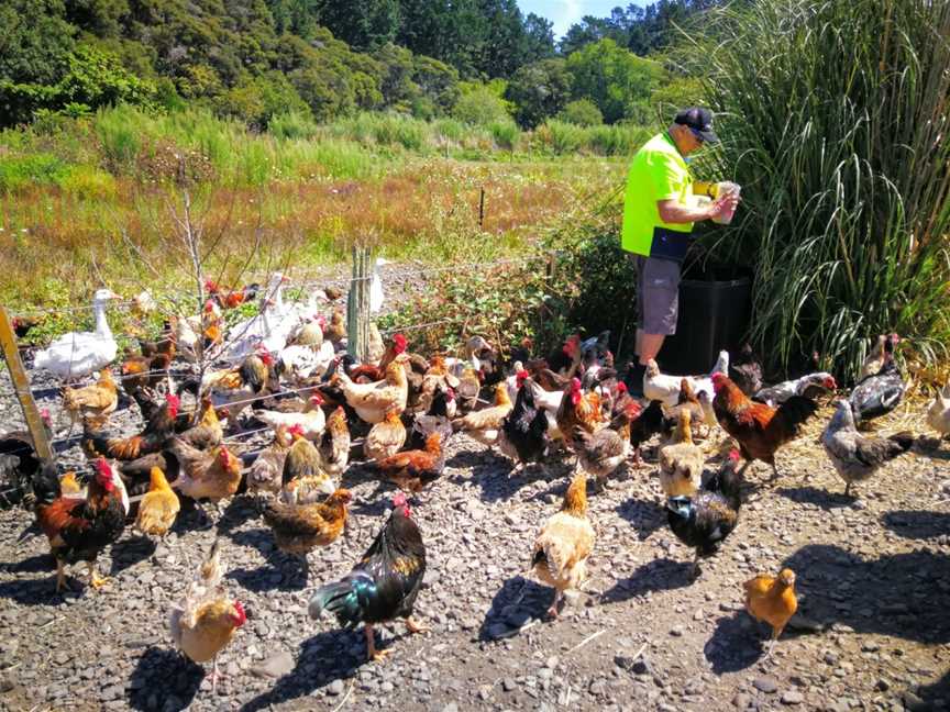 Awakeri Rail Adventures, Awakeri, New Zealand