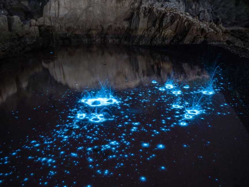 Auckland Bioluminescence Kayak Tour, Tours in Auckland