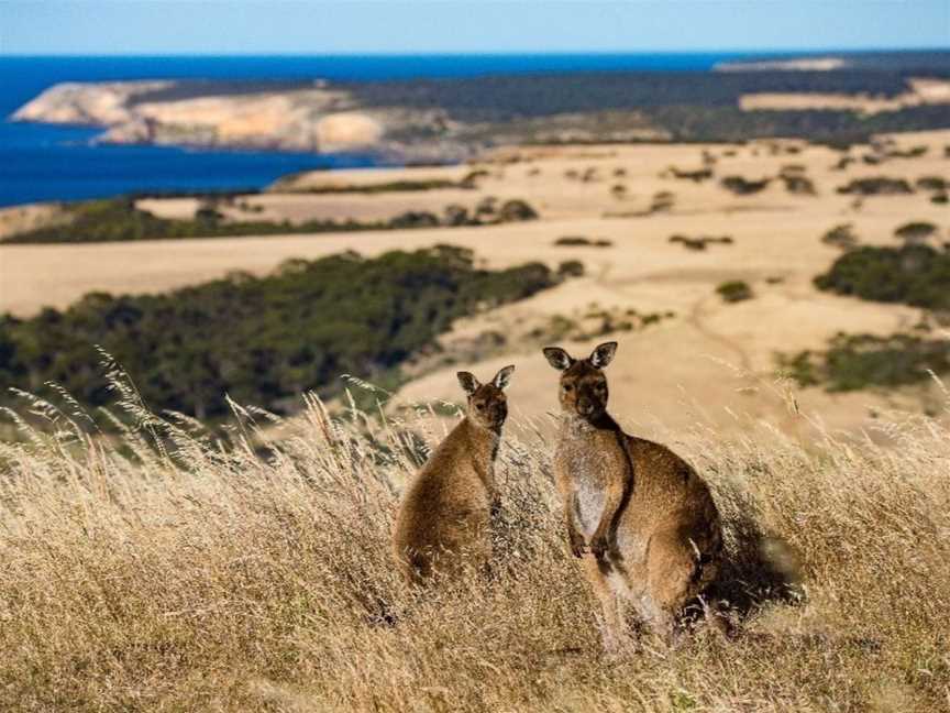 P&O Cruises | Melbourne roundtrips, Tours in Port Melbourne