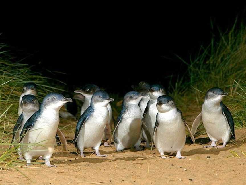 Phillip Island Penguin Parade Tour, Tours in Melbourne