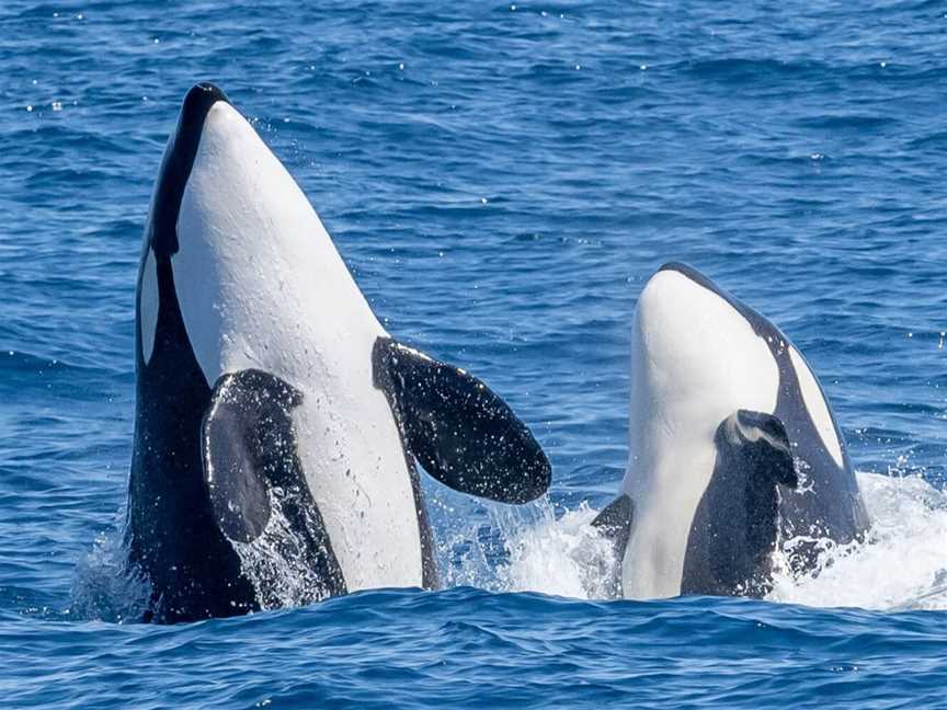 Killer Whale (orca) and calf in Bremer Canyon