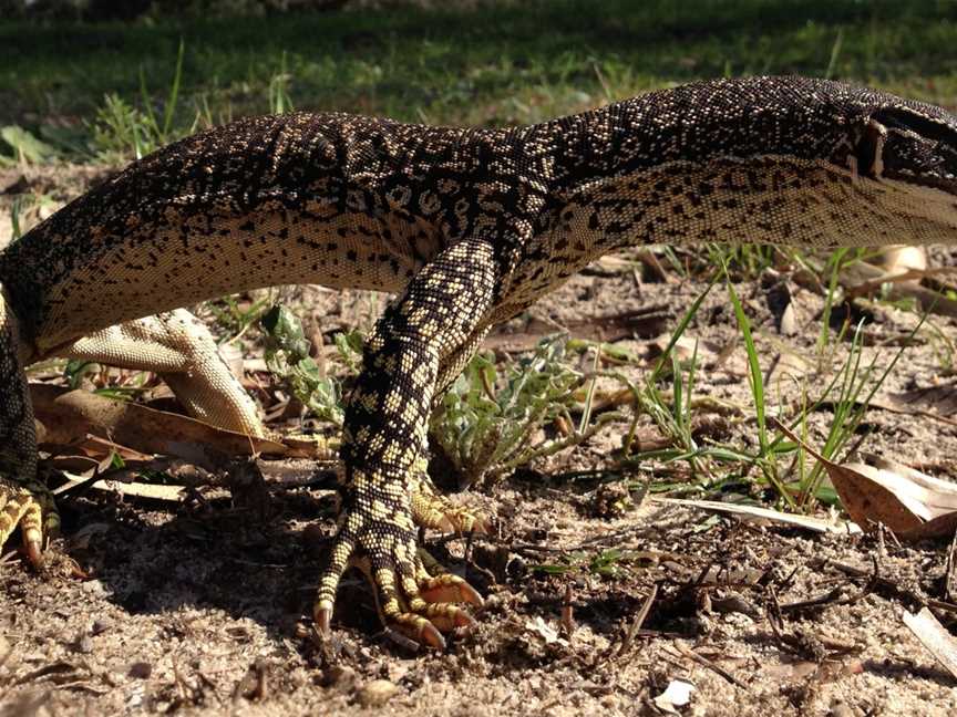 20150809 Goanna Rowley Rd(cropped)