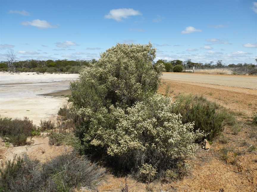 Melaleucahalmaturorum(habit)