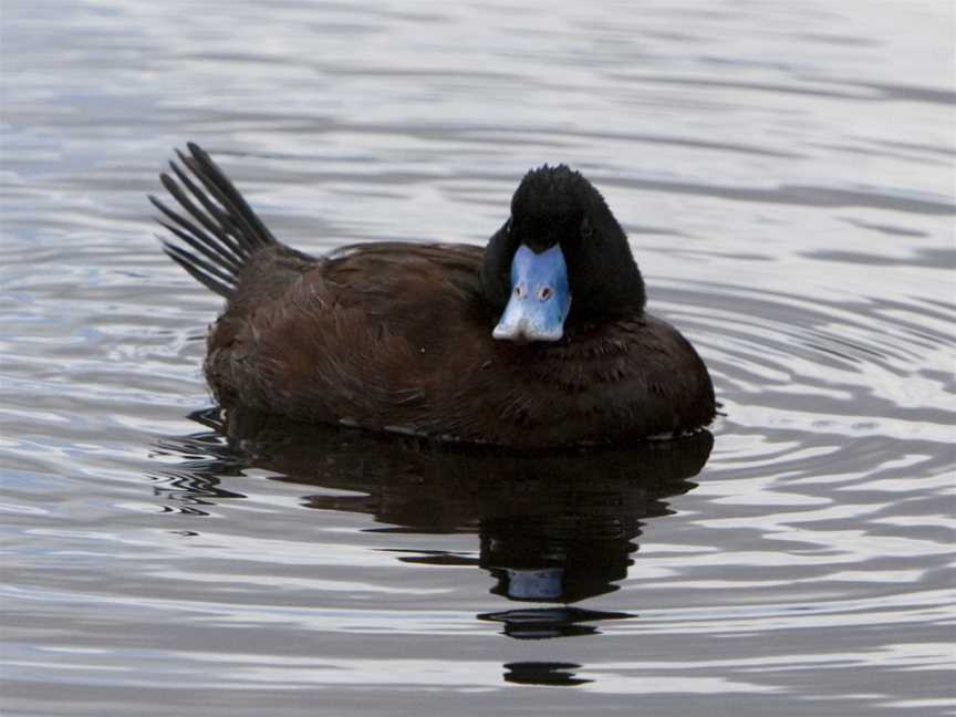 Bluebilledduck