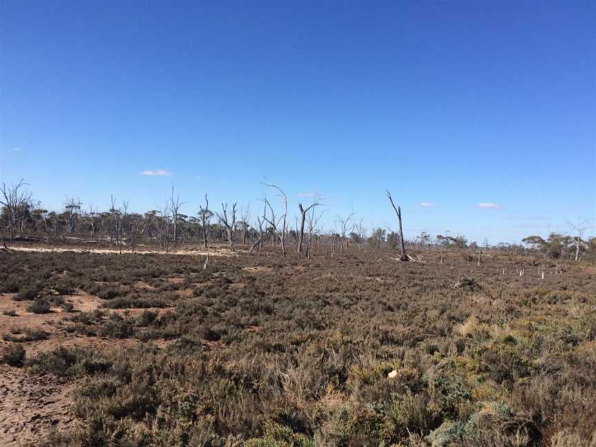 Lake Ewlyamartupfringingvegetation