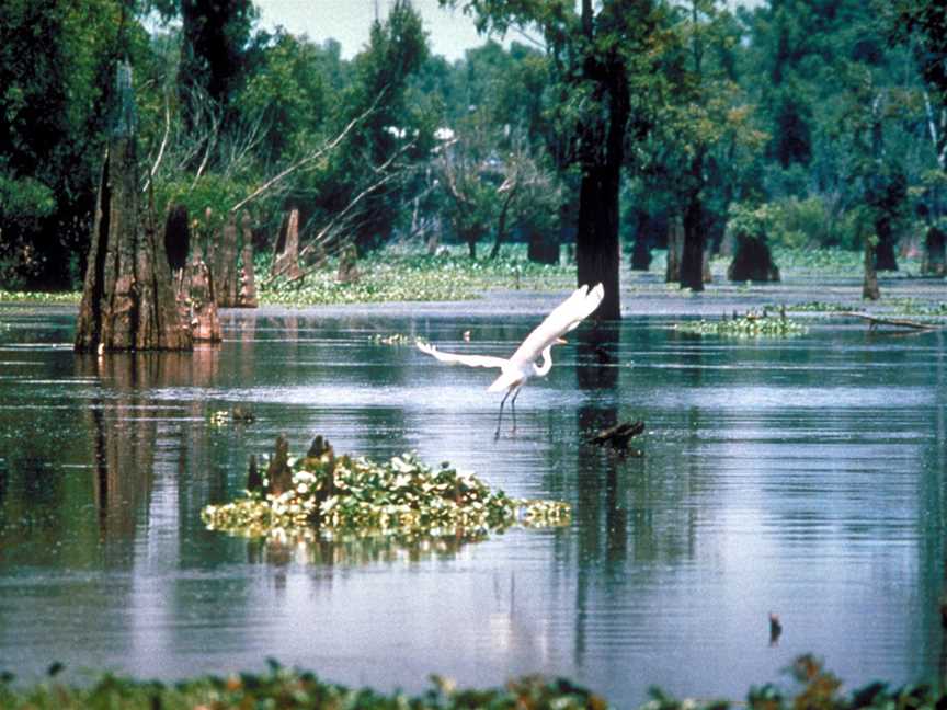 Atchafalaya Basin