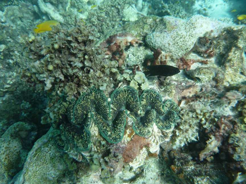 Giantclam2