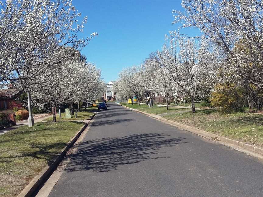 Spring in O'Connor, Canberra 2015.jpg