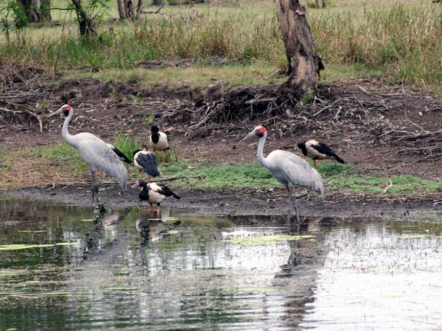 Kakadu Brolgaand Pied Geese