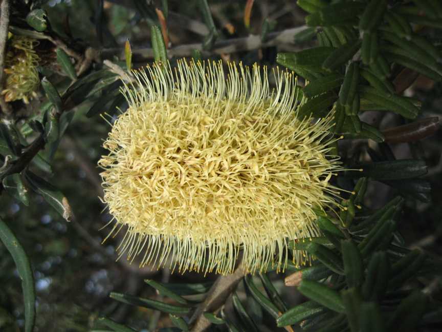 Banksiamarginata Freycinet