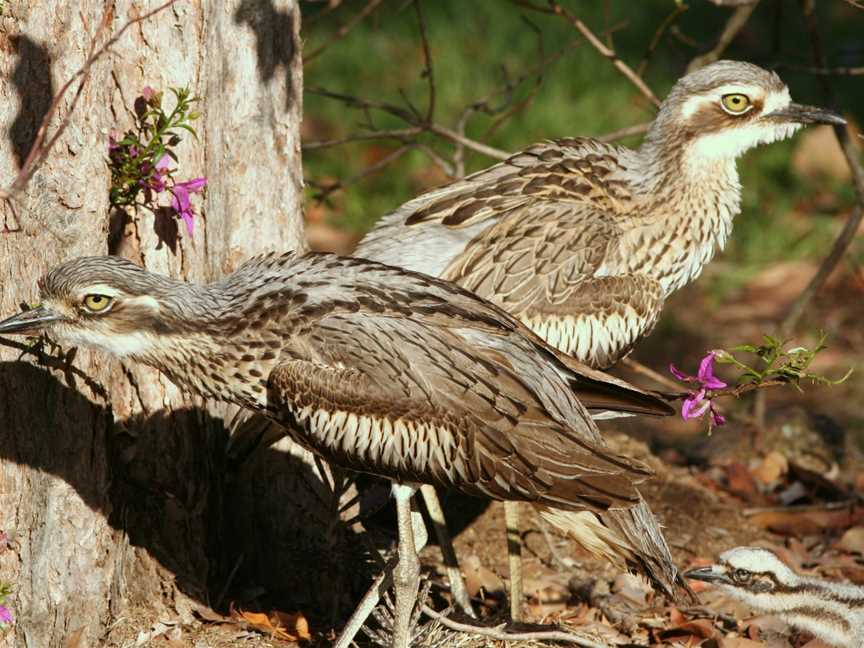 Bush Stonecurlewpair