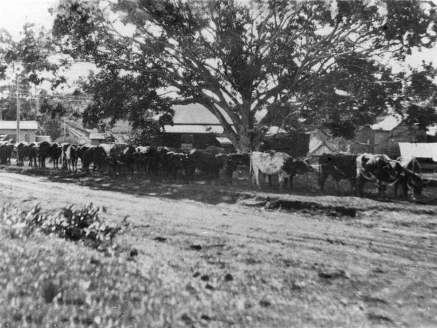 State Lib Qld2157701 Teamofbullockshaulingawagonoflogsin Ballinger Cresent CBuderim C1927