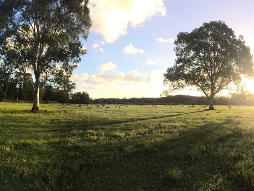 The sun setting in Coombabah Lake Conservation Park.jpg