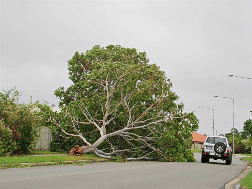 Treesnappedfromthebaseon Glendale Driveinthe Townsvillesuburbof Annandale