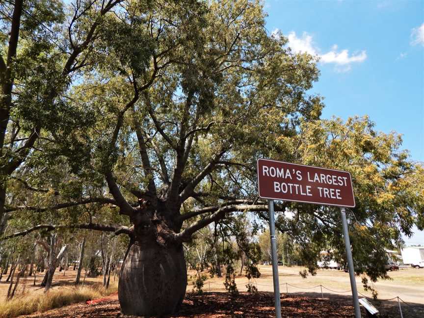 Roma's Largest Bottle Tree September2019