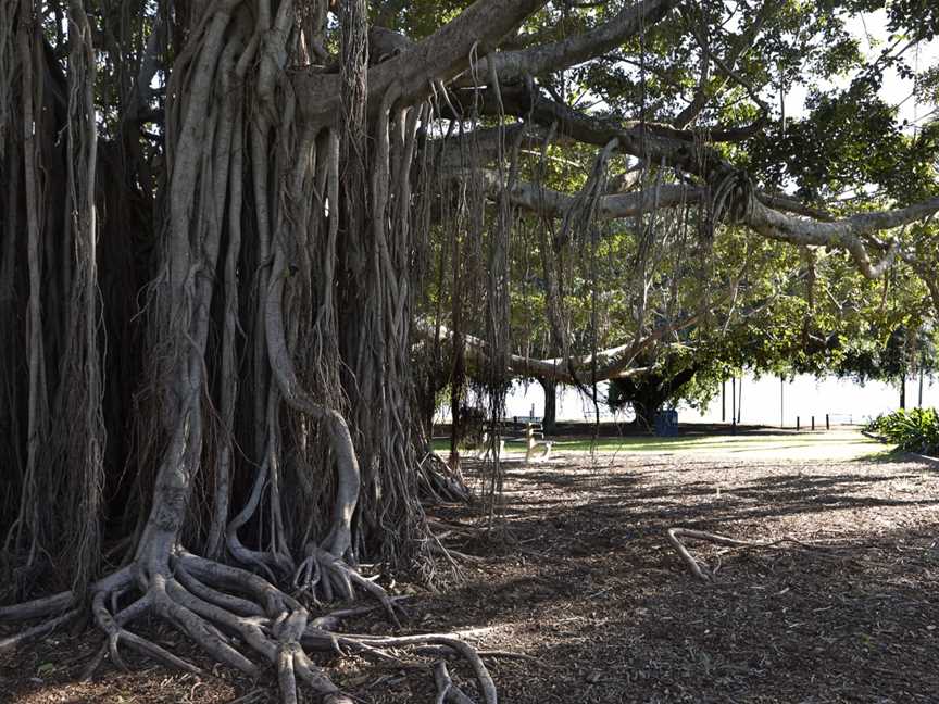 Mowbray Park tree.jpg