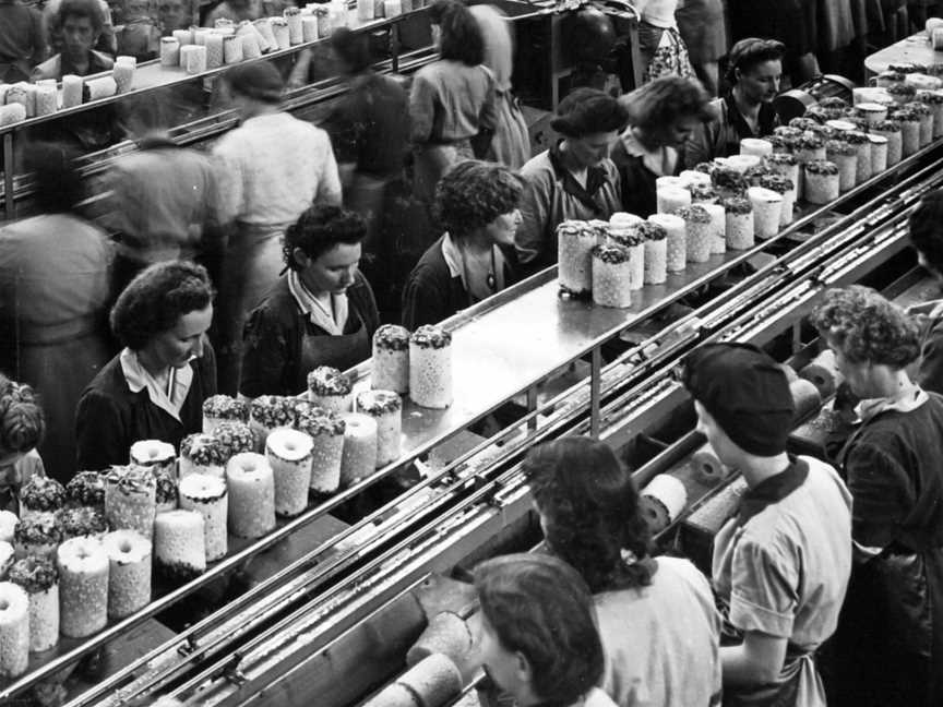 Femaleworkersatthe Queensland Tropical Fruit Produce Cannery( Golden Circle) CNorthgate C6 March1948