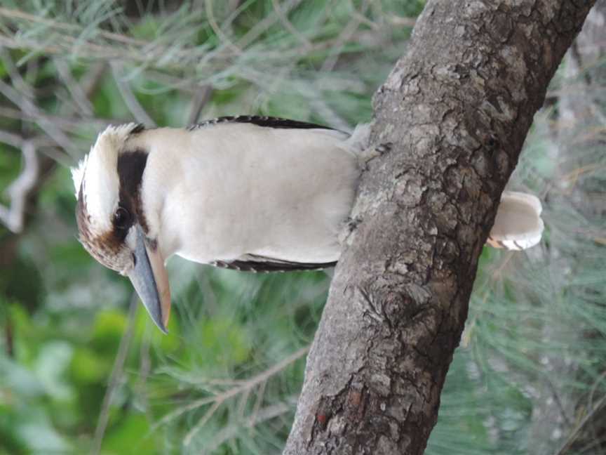 Kookaburrainatreeontheforeshoreof Yorkeys Knob C201802