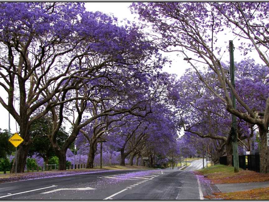 Jacarandatreesinbloom CIpswich