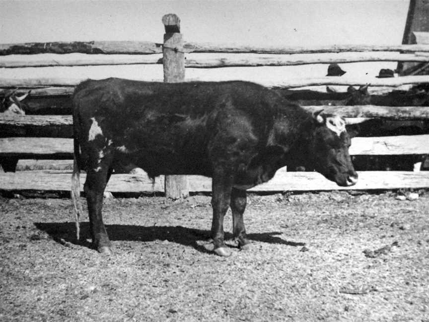 Pound(1897) Tick Fever No.2 Steer Mundoolun Experiments