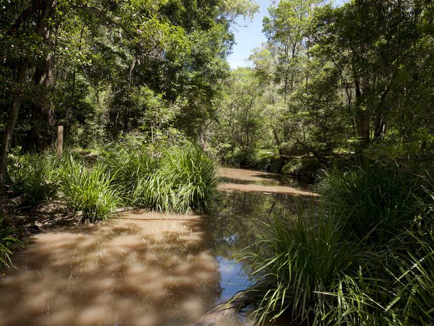 Brisbane Koala Bushlands (6968312218).jpg