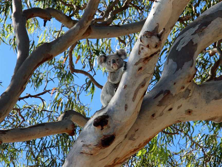 Koalaat Amity Point( North Stradbroke Island)