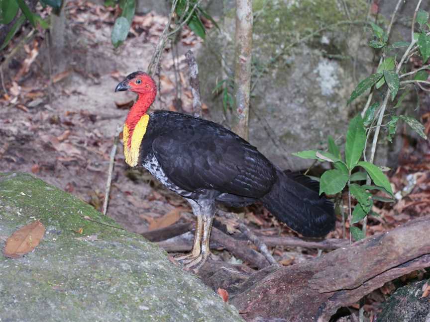 Australianbrushturkey CMossman Gorge