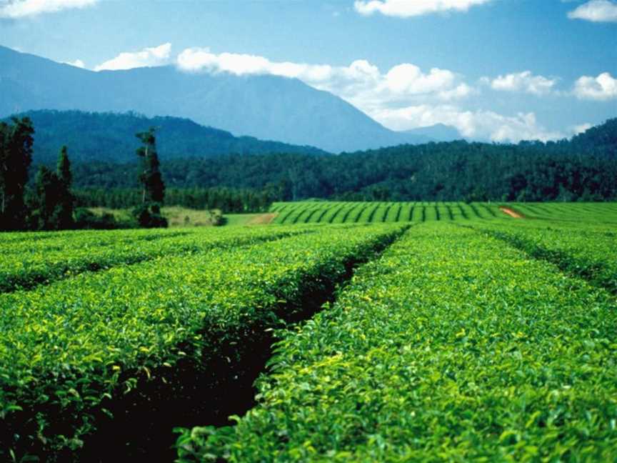 Nerada Tea Plantation at Glen Allyn on the Atherton Tableland, 1986.jpg