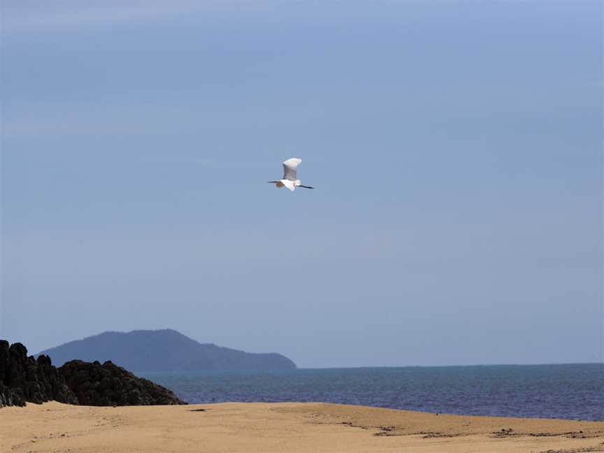 Egret at east russell 2 (8666801593).jpg