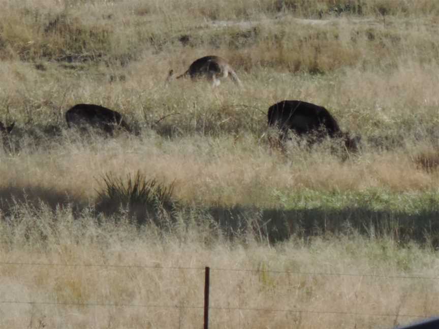 Rural views (cows and wallabies) from Lyra Cafe, 2015.JPG