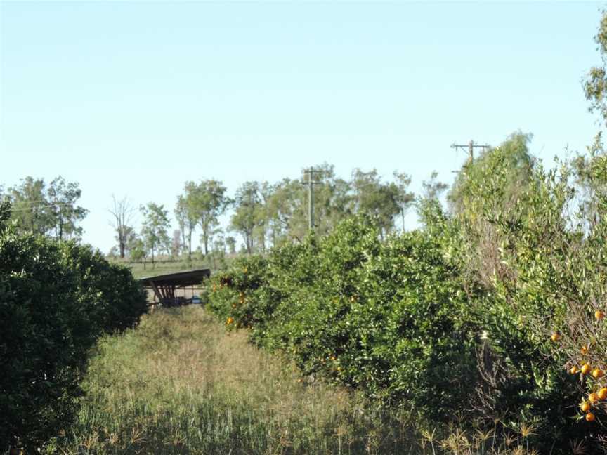 Citrus growing, Burnett Highway, Ideraway, 2014 01.jpg