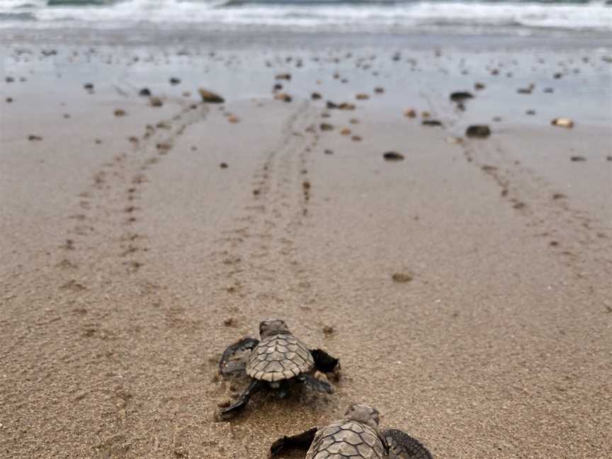 Turtle Conservation Park CMon Repos CQueensland C2020 C01