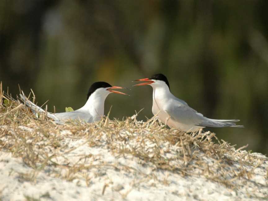 Roseate Tern LEI06.JPG