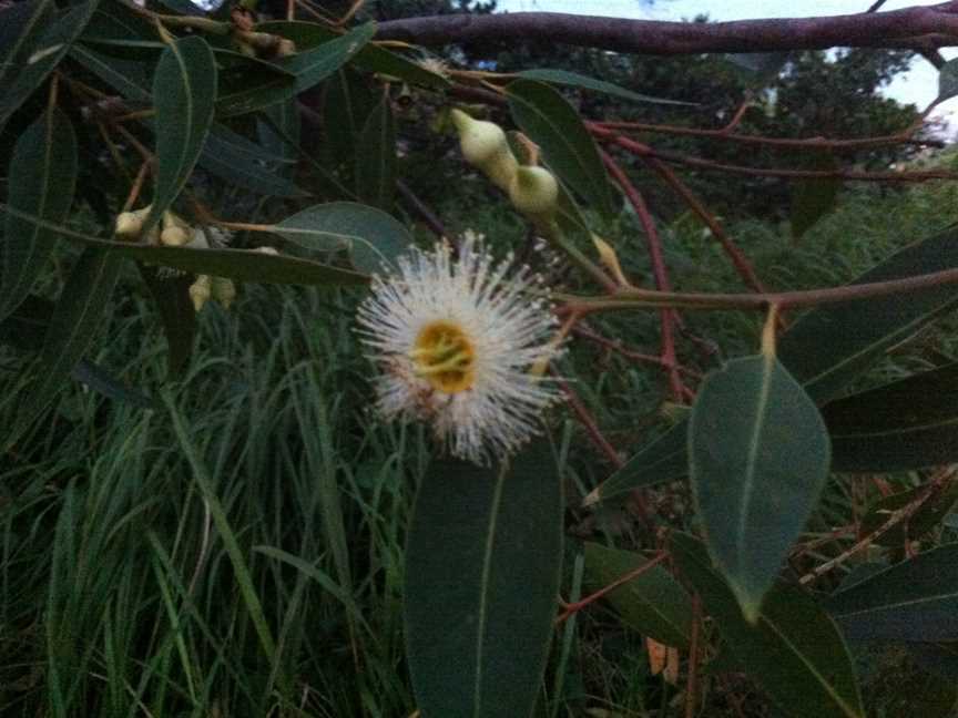 Sydney Gum Blossom2