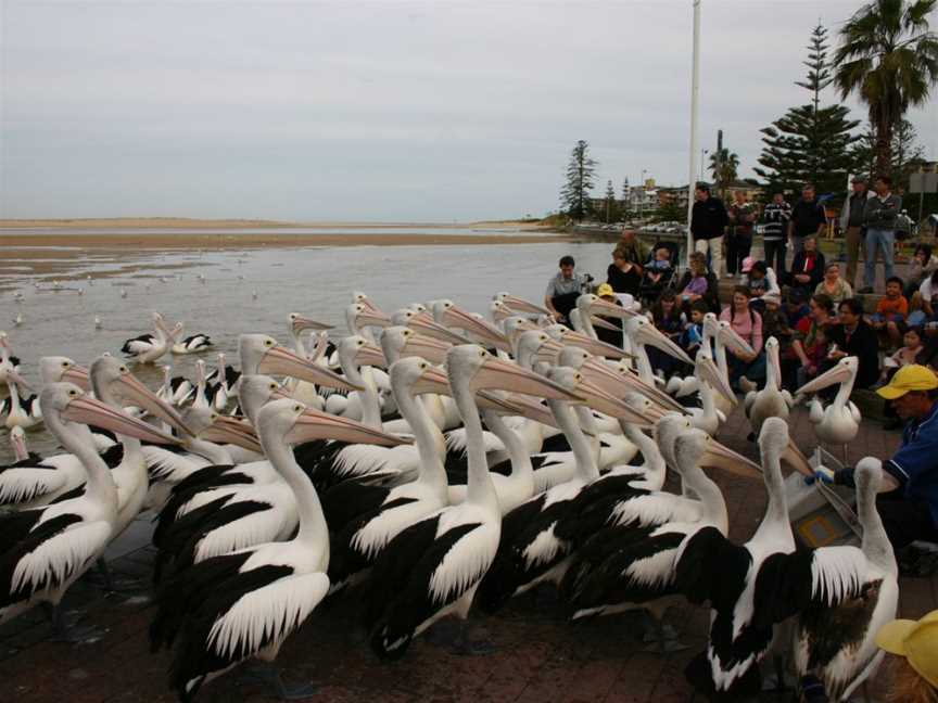 Pelicanfeedingat The Entrance