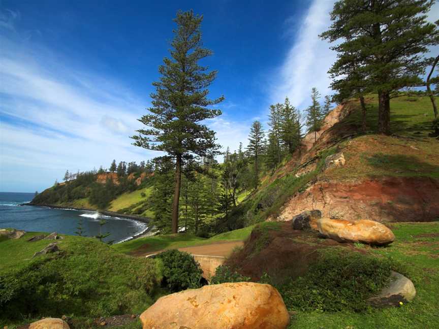 Norfolk Island Pines