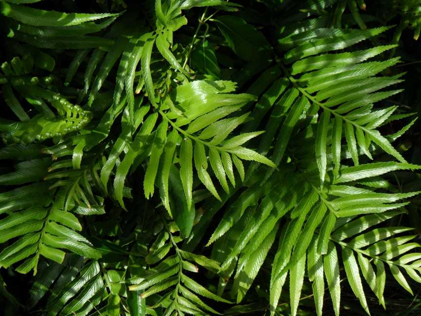 Aspleniummilnei Clear Space Lord Howe Island5 June2011