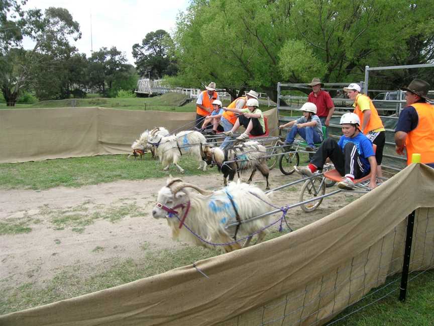 Goatracing