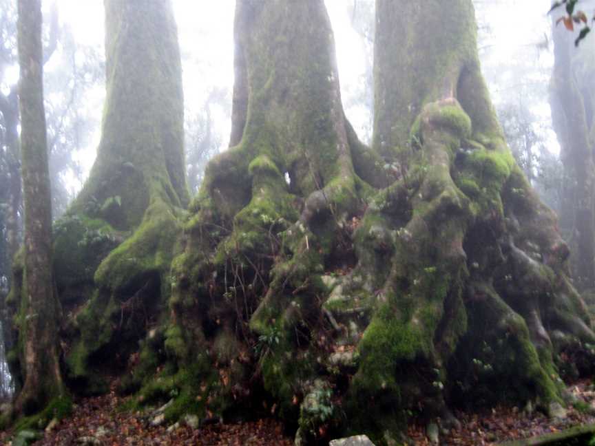 Antarctic Beech Tree Base (Nothofagus Moorer).JPG