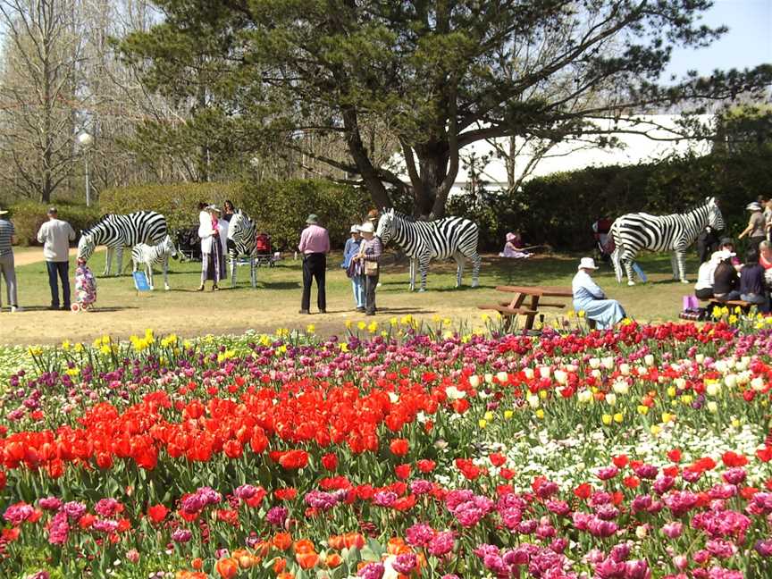 Canberra Zebraherd