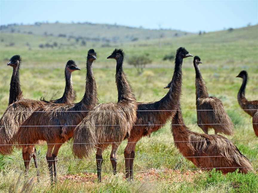 Emu Mob